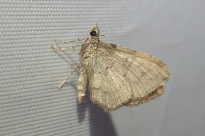 <i>Nycterosea obstipata</i>
