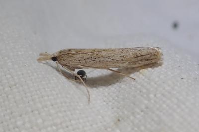 <i>Ancylolomia disparalis</i>