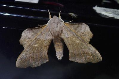 <i>Laothoe populi</i>