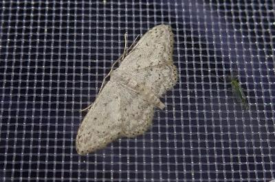 <i>Idaea seriata</i>