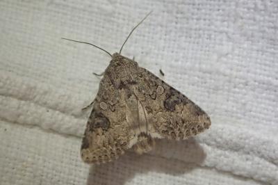 <i>Anarta trifolii</i>