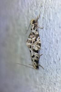 <i>Nemapogon granellus</i>