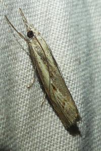 <i>Agriphila geniculea</i>