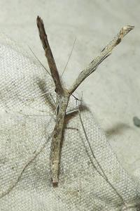 <i>Agdistis tamaricis</i>