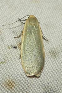 <i>Collita griseola</i>