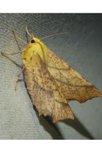 <i>Ennomos alniaria</i>