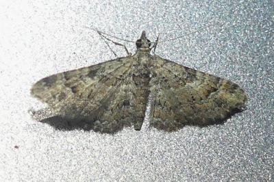 <i>Gymnoscelis rufifasciata</i>