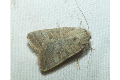 <i>Hoplodrina</i>