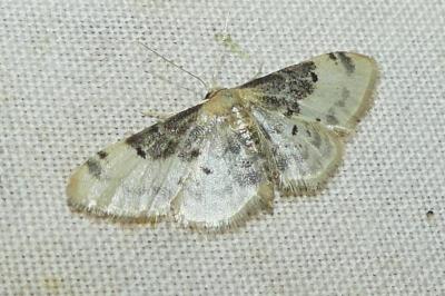 <i>Idaea filicata</i>