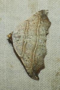 <i>Laspeyria flexula</i>