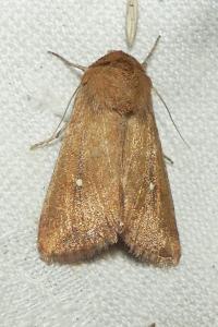 <i>Mythimna albipuncta</i>