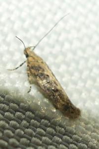 <i>Scrobipalpa</i>
