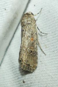 <i>Spodoptera exigua</i>