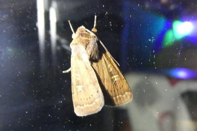 <i>Xestia xanthographa</i>