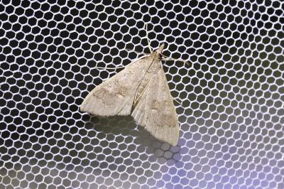 <i>Mecyna asinalis</i>