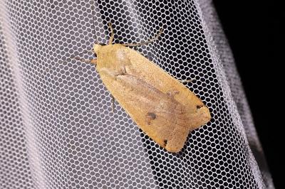 <i>Noctua pronuba</i>
