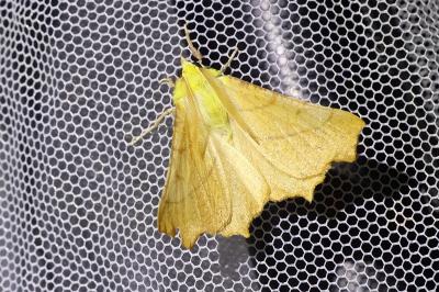 <i>Ennomos alniaria</i>