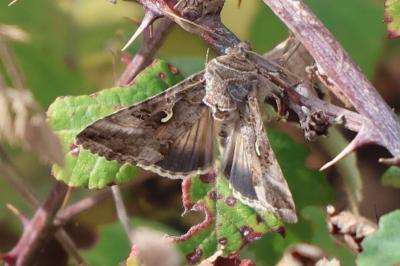 <i>Autographa gamma</i>