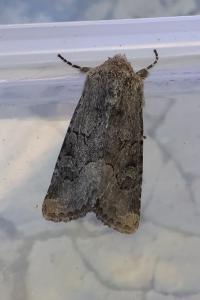 <i>Luperina testacea</i>