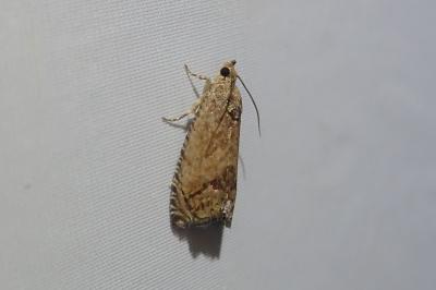 <i>Cydia splendana</i>