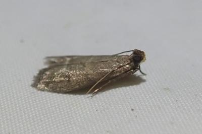 <i>Eccopisa effractella</i>