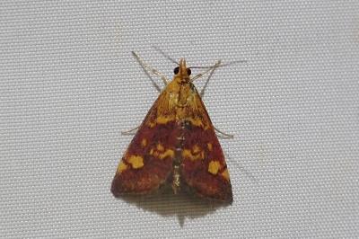 <i>Pyrausta aurata</i>