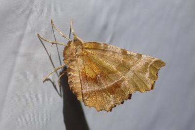 <i>Selenia dentaria</i>