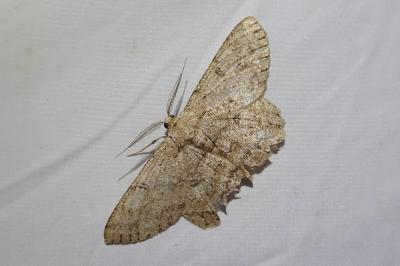 <i>Hypomecis punctinalis</i>