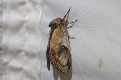 <i>Notodonta ziczac</i>