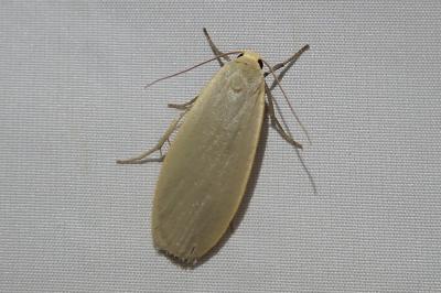 <i>Collita griseola</i>