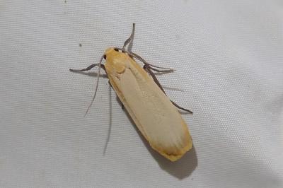 <i>Katha depressa</i>
