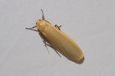 <i>Katha depressa</i>