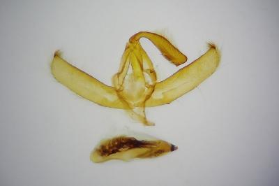 <i>Amphipyra pyramidea</i>