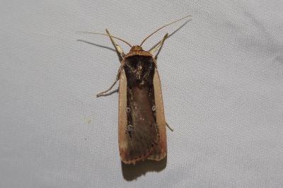 <i>Ochropleura leucogaster</i>