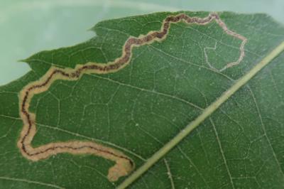 <i>Stigmella samiatella</i>