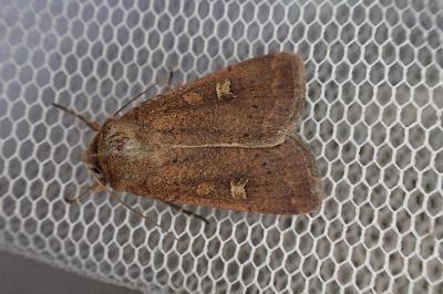 <i>Xestia xanthographa</i>