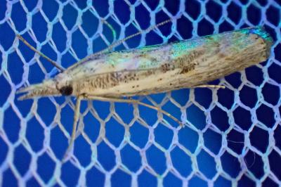 <i>Agriphila geniculea</i>
