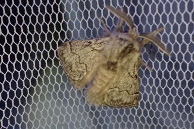 <i>Trichiura crataegi</i>