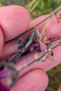 <i>Pyrausta inornatalis</i>