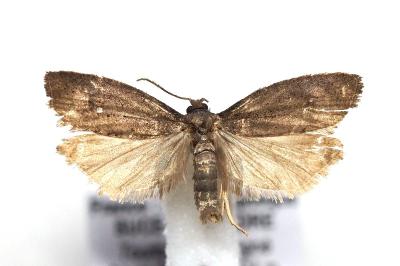 <i>Epinotia caprana</i>