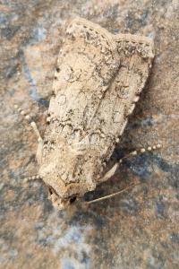 <i>Agrotis segetum</i>