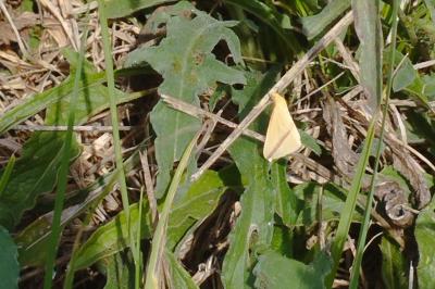 <i>Rhodometra sacraria</i>