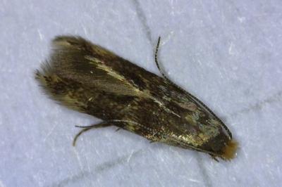 <i>Oinophila v-flavum</i>
