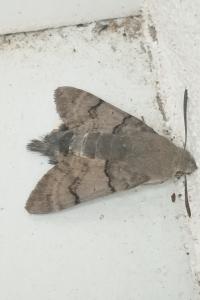 <i>Macroglossum stellatarum</i>