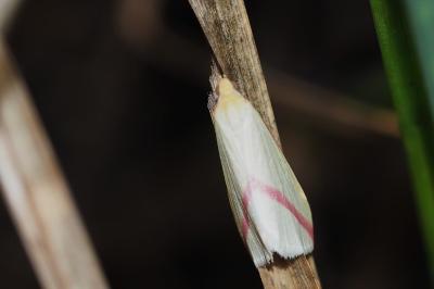 <i>Rhodometra sacraria</i>