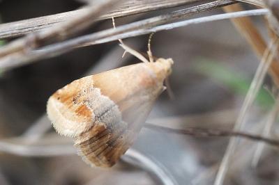 <i>Eublemma parva</i>