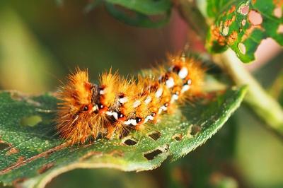 <i>Acronicta rumicis</i>