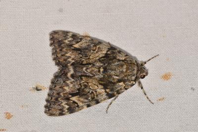 <i>Catocala promissa</i>