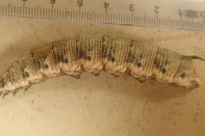 <i>Agrius convolvuli</i>