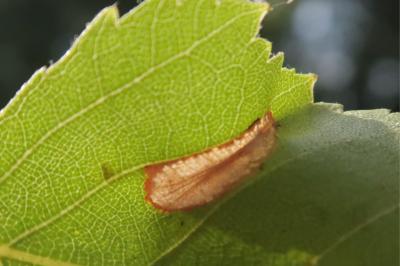 <i>Phyllonorycter ulmifoliella</i>